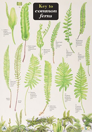 Key to Common Ferns - James Merryweather [KSIĄŻKA]