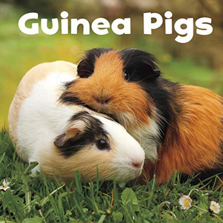 Our Pets: Guinea Pigs - Lisa J. Amstutz [KSIĄŻKA]