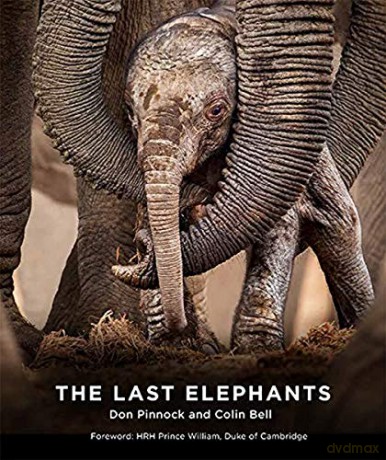 The Last Elephants - Colin Bell [KSIĄŻKA]