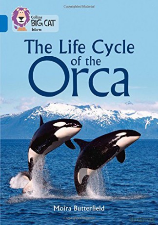 The Life Cycle of the Orca: Band 16/Sapphire Collins Big Cat - Moira Butterfield [KSIĄŻKA]
