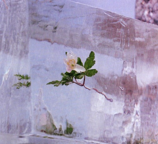 Efterklang: Windflowers [CD]