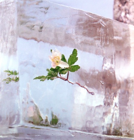 Efterklang: Windflowers (Limited) [Winyl]