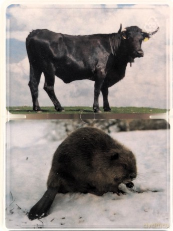 English Vocabulary Animals