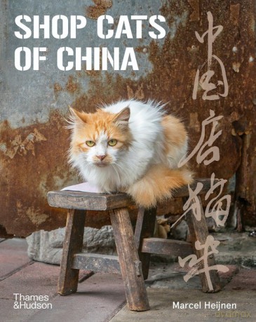 Shop Cats of China [KSIĄŻKA]
