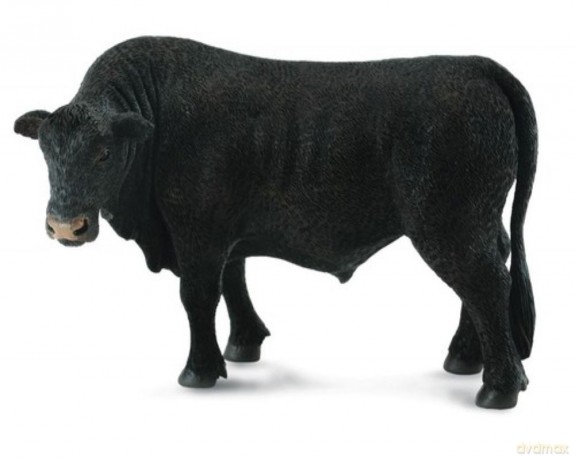 Byk czarny Angus