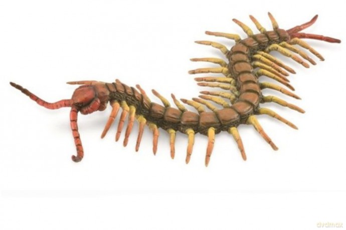 Centipede
