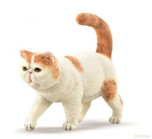 Egzotyczny krótkowłosy / Exotic Shorthair kot