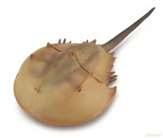 Krab podkowiasty (Limulidae)