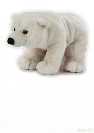 Niedźwiedź polarny
