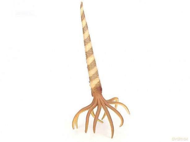 Orthoceras