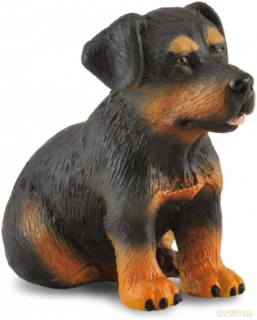 Pies rasy Rottweiler szczenię