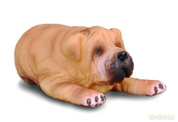 Pies rasy Shar Pei szczenię
