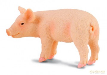 Świnia prosię stojące