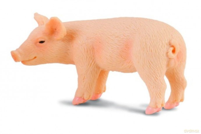Świnia prosię stojące