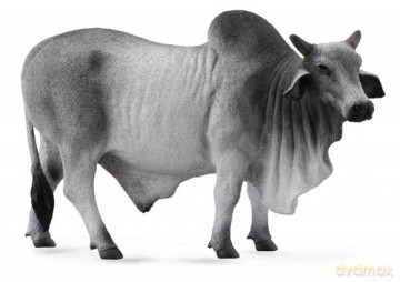 Byk brahman [GRA]