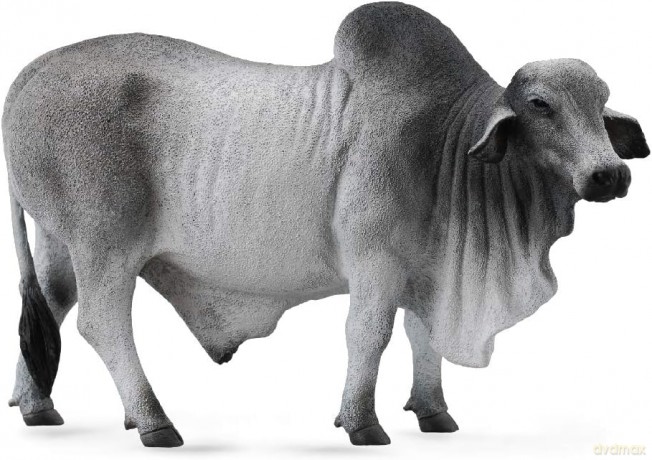 Byk brahman [GRA]