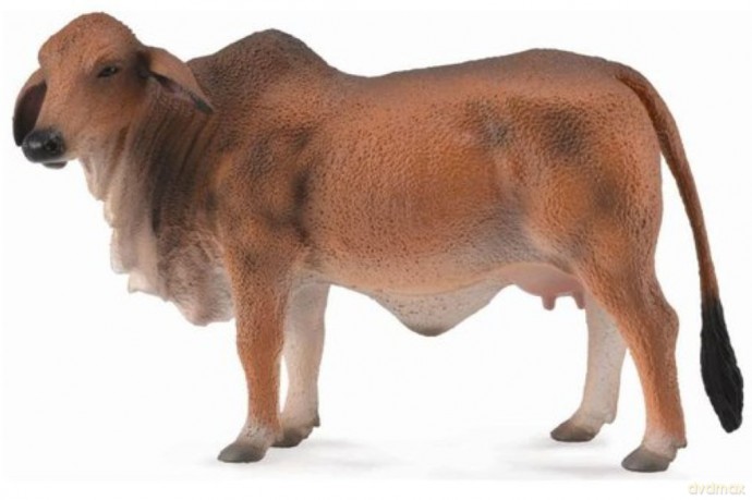 Krowa czerwona brahman L [GRA]