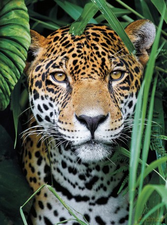 CLEMENTONI 500 el. HQ Jaguar in the Jungle [PUZZLE]
