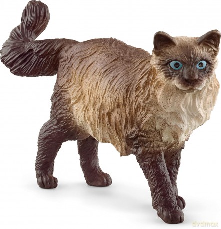 Kot ragdoll