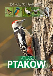 Atlas ptaków - Dominik Marchowski [KSIĄŻKA]