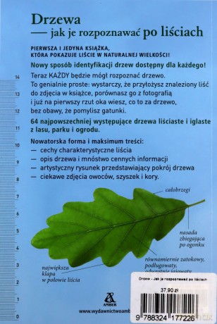 Drzewa - jak je rozpoznawać po liściach - Meike Bosch [KSIĄŻKA]