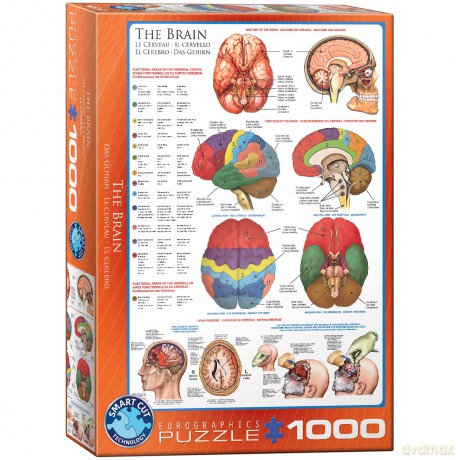 EUROGRAPHICS 1000 el. The Brain 6000-0256 [PUZZLE]