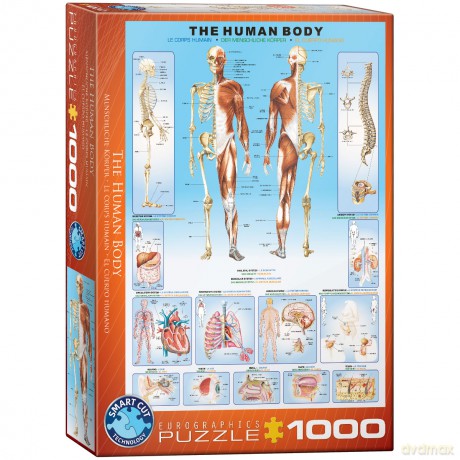 EUROGRAPHICS 1000 el. The Human Body 6000-1000 [PUZZLE]