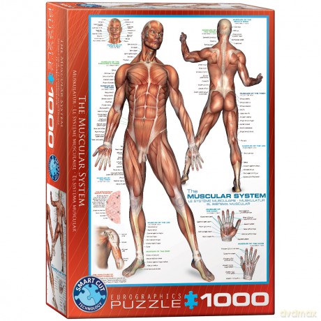 EUROGRAPHICS 1000 el. The Muscular System 6000-2015 [PUZZLE]