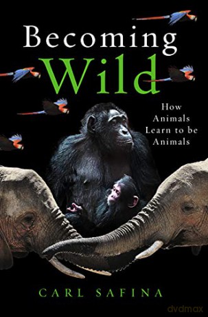 Becoming Wild: How Animals Learn to be Animals - Carl Safina [KSIĄŻKA]