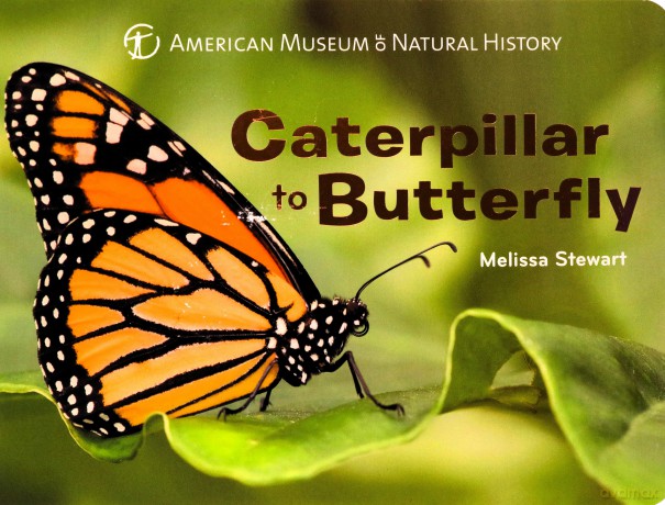 Caterpillar to Butterfly (American Museum of Natural History) - Melissa Stewart [KSIĄŻKA]