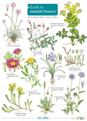 Guide To Seaside Flowers - S P Norman [KSIĄŻKA]