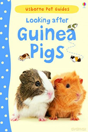 Looking After Guinea Pigs (Usborne Pet Guides) - Laura Howell [KSIĄŻKA]