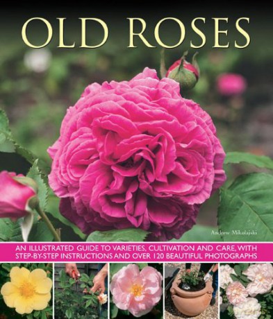 Old Roses: An Illustrated Guide To Varieties, Cultivation And Care, With Step-By-Step Instructions And Over 120 Beautiful Photographs - Andrew Mikolajski [KSIĄŻKA]