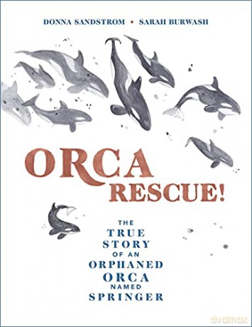 Orca Rescue!: The True Story of an Orphaned Orca Named Springer - Donna Sandstrom [KSIĄŻKA]