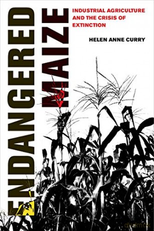 Endangered Maize: Industrial Agriculture and the Crisis of Extinction - Helen Anne Curry [KSIĄŻKA]