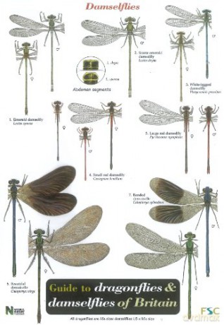 Guide to the Dragonflies and Damselflies of Britain (Occasional Publications) [KSIĄŻKA]