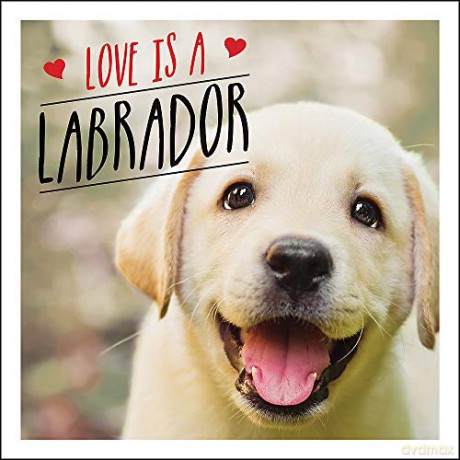 Love is a Labrador: A Lab-Tastic Celebration of the World's Favourite Dog - Charlie Ellis [KSIĄŻKA]