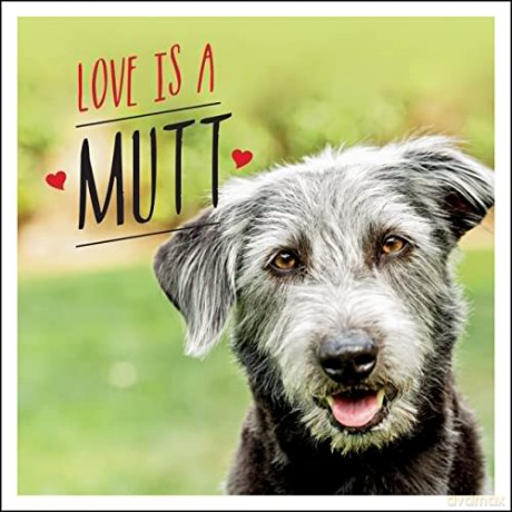 Love is a Mutt: A Dog-Tastic Celebration of the World's Cutest Mixed and Cross Breeds - Charlie Ellis [KSIĄŻKA]