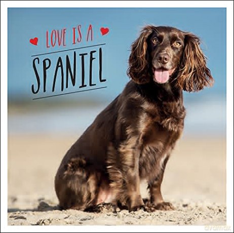 Love is a Spaniel: A Dog-Tastic Celebration of the World's Most Lovable Breed - Charlie Ellis [KSIĄŻKA]