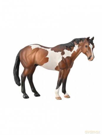 Appaloosa Ogier maści Bay Overo