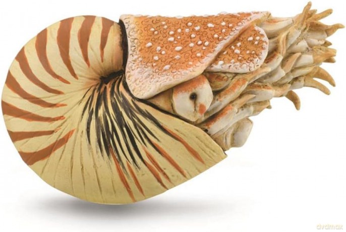 Nautilus Pompilius