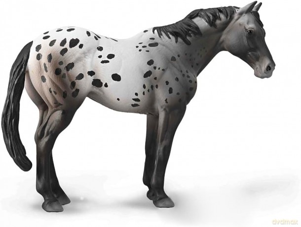 Niebieski Deresz Appaloosa