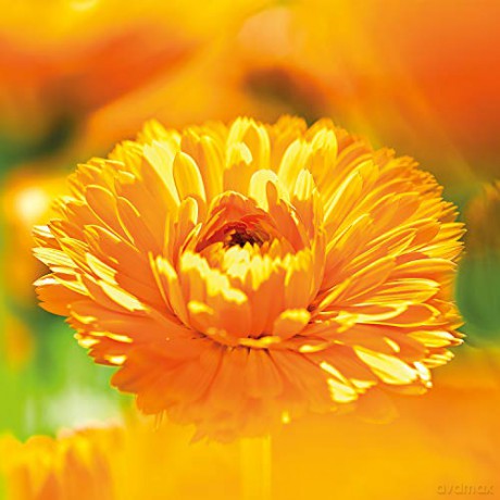 Weleda Calendula baby oil 200 ml