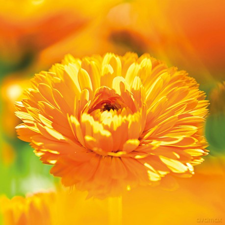 Weleda Calendula Face Cream 50 ml