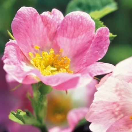 Weleda Pink Day Cream 30 ml