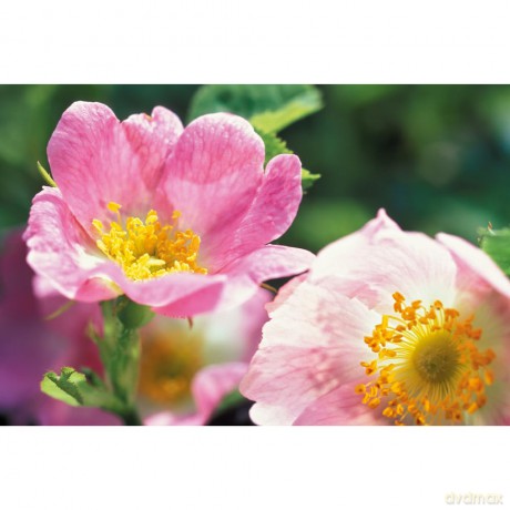 Weleda Pink Night Cream 30 ml