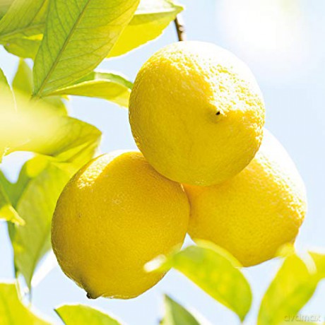 Weleda Refreshing citrus oil 100 ml