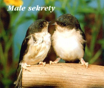 Małe Sekrety [KSIĄŻKA]