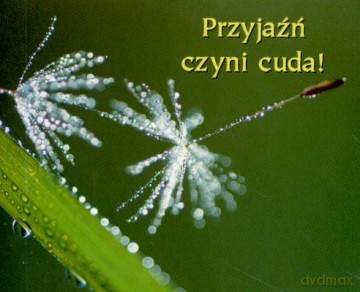 Przyjaźń Czyni Cuda [KSIĄŻKA]