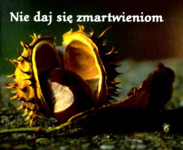 Nie Daj Się Zmartwieniom [KSIĄŻKA]